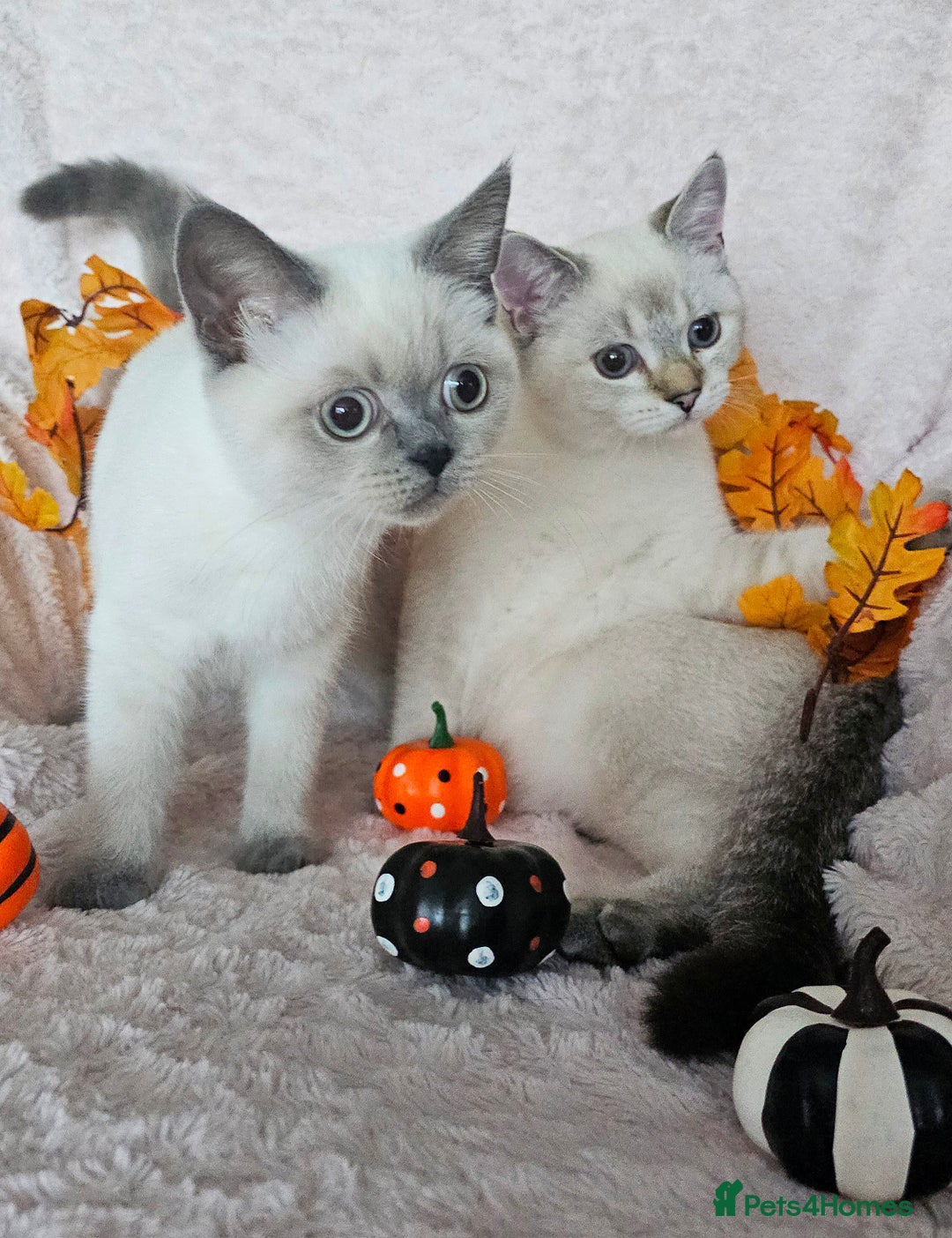 Scottish Fold cats for sale: 😻SF pedigree TICA 😸 BOTH for £1000😸 - Image 13