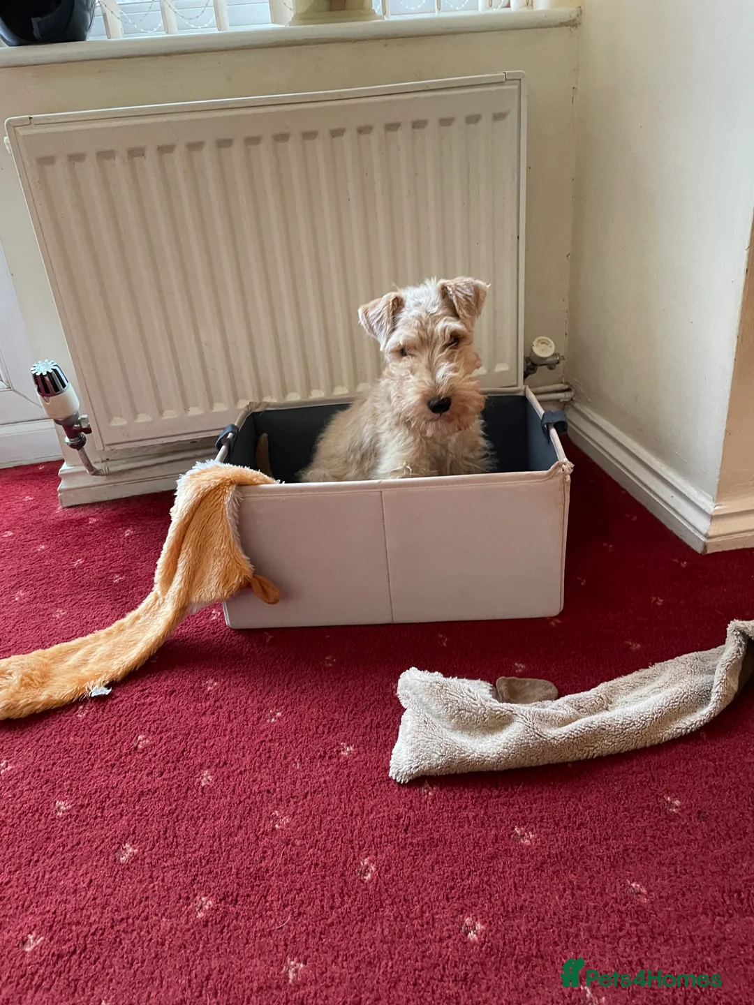 Lakeland Terrier dogs for sale: KC Registered Lakeland Terrier Puppy - Advert 2