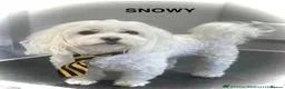 Maltese dogs for sale: Maltese/Havanese Puppies  - Advert 4