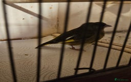 Finches birds for sale: Greenfinch, Bengalese Finches & Zebra Finches - Image 2