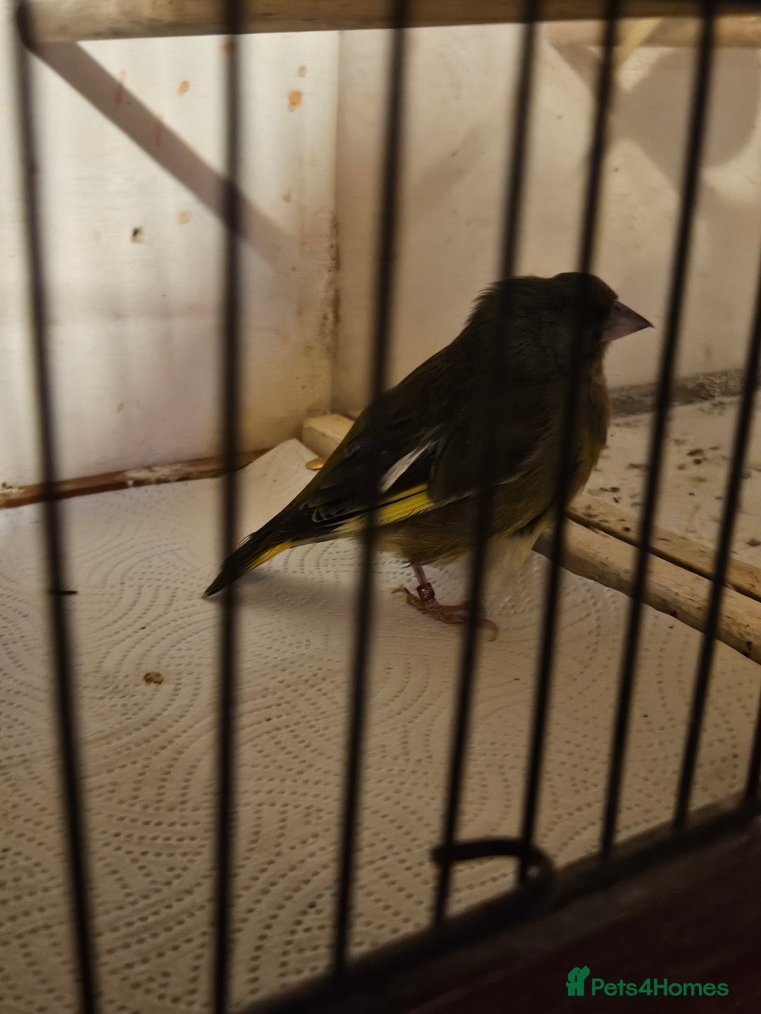 Finches birds for sale: Greenfinch, Bengalese Finches & Zebra Finches - Image 2
