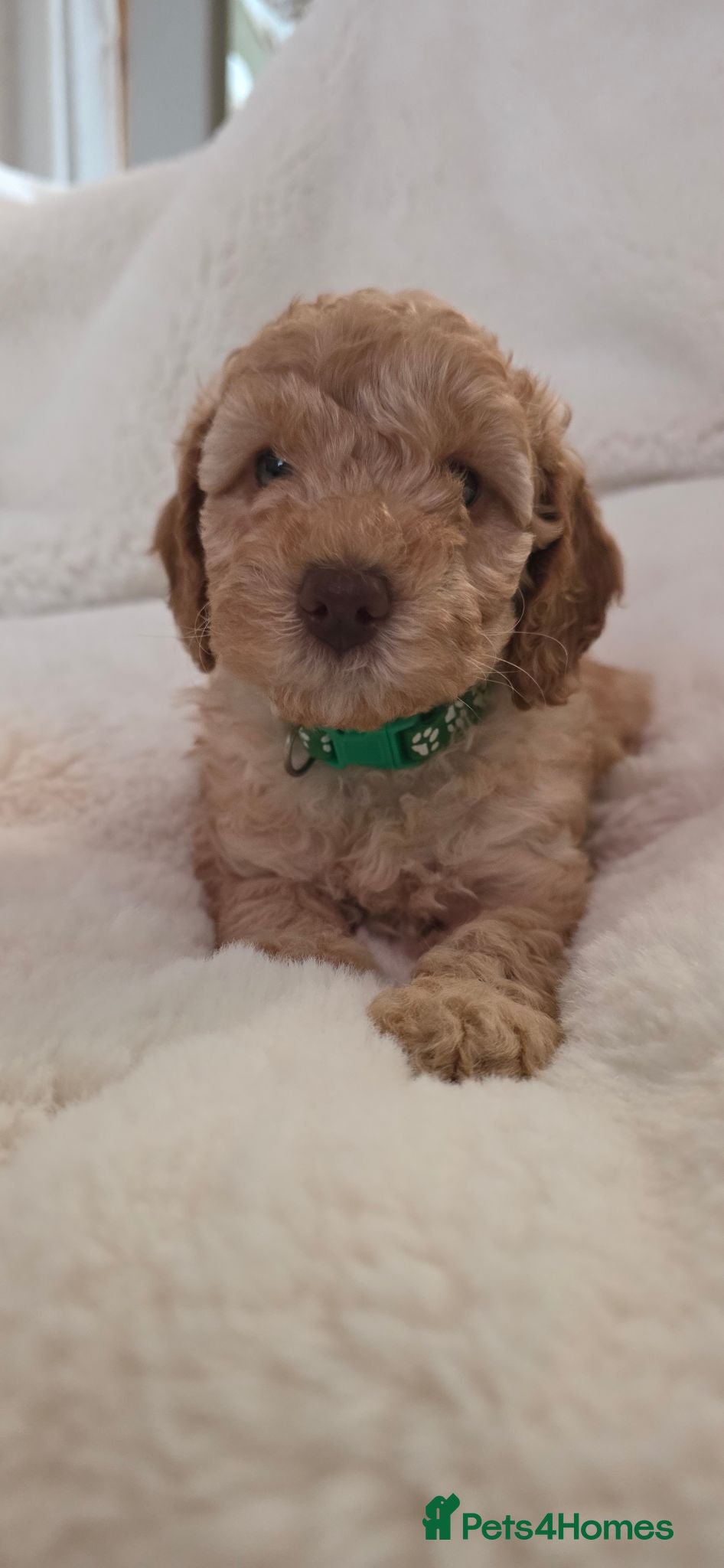 Cockapoo dogs 1 Rare F1BB Toy Cockapoo Left! Health Checked!   - Advert 1