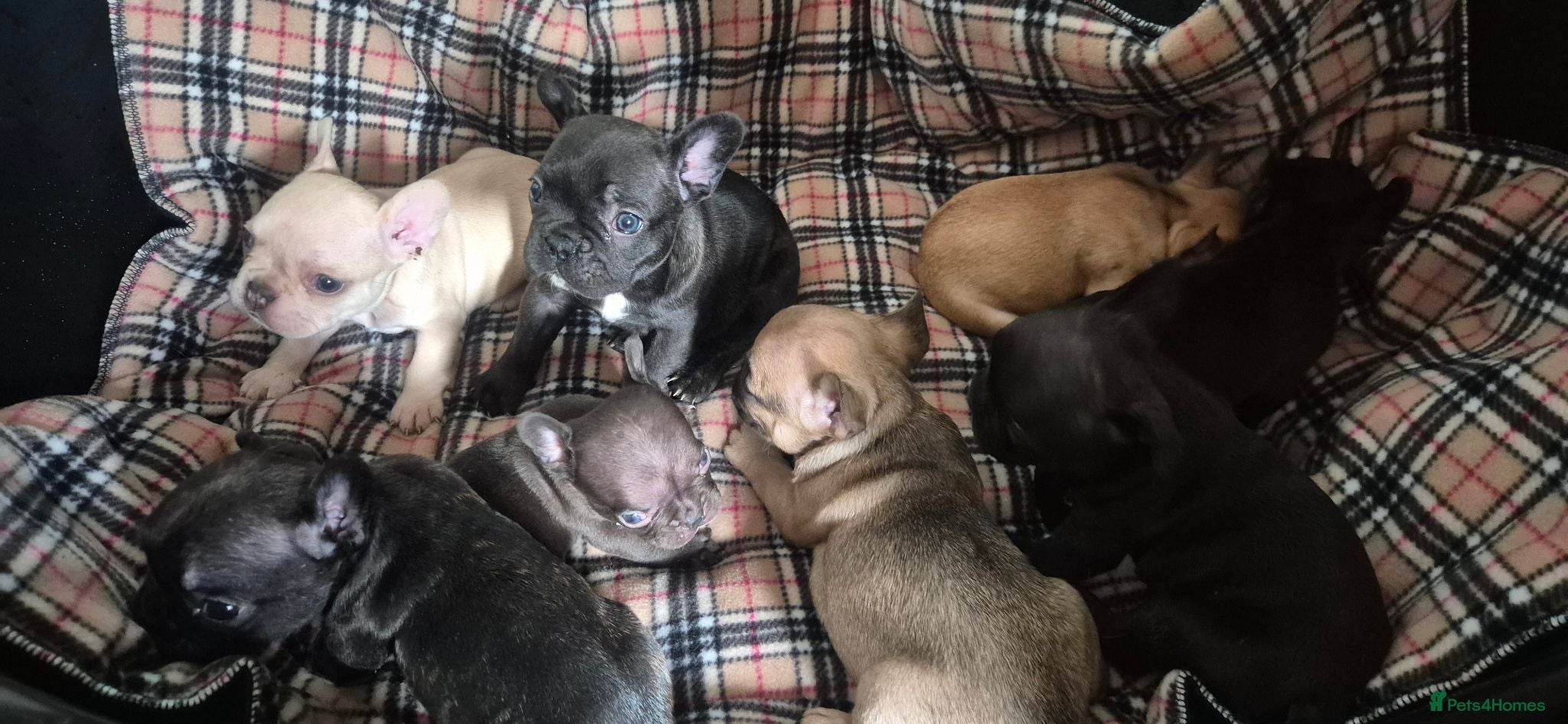 French Bulldog dogs French bulldog puppies looking for forever home - Advert 3