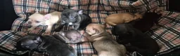 French Bulldog dogs for sale: French bulldog puppies looking for forever home - Advert 1