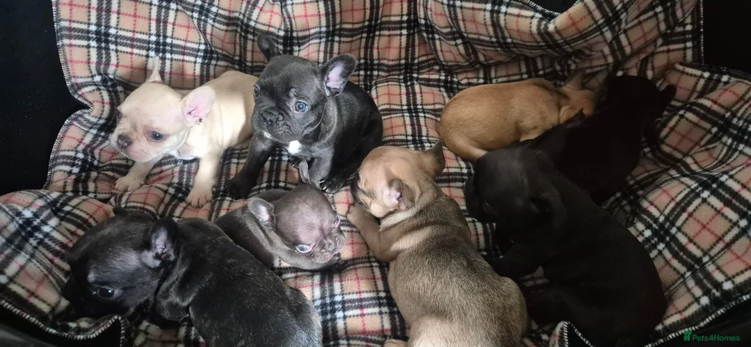 French Bulldog dogs for sale: French bulldog puppies looking for forever home - Advert 1