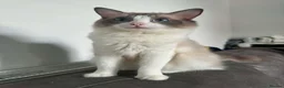 Ragdoll cats for sale: Beautiful female ragdoll  - Advert 3