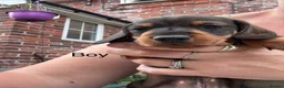 Miniature Dachshund dogs for sale: Beautiful babies  - Advert 8