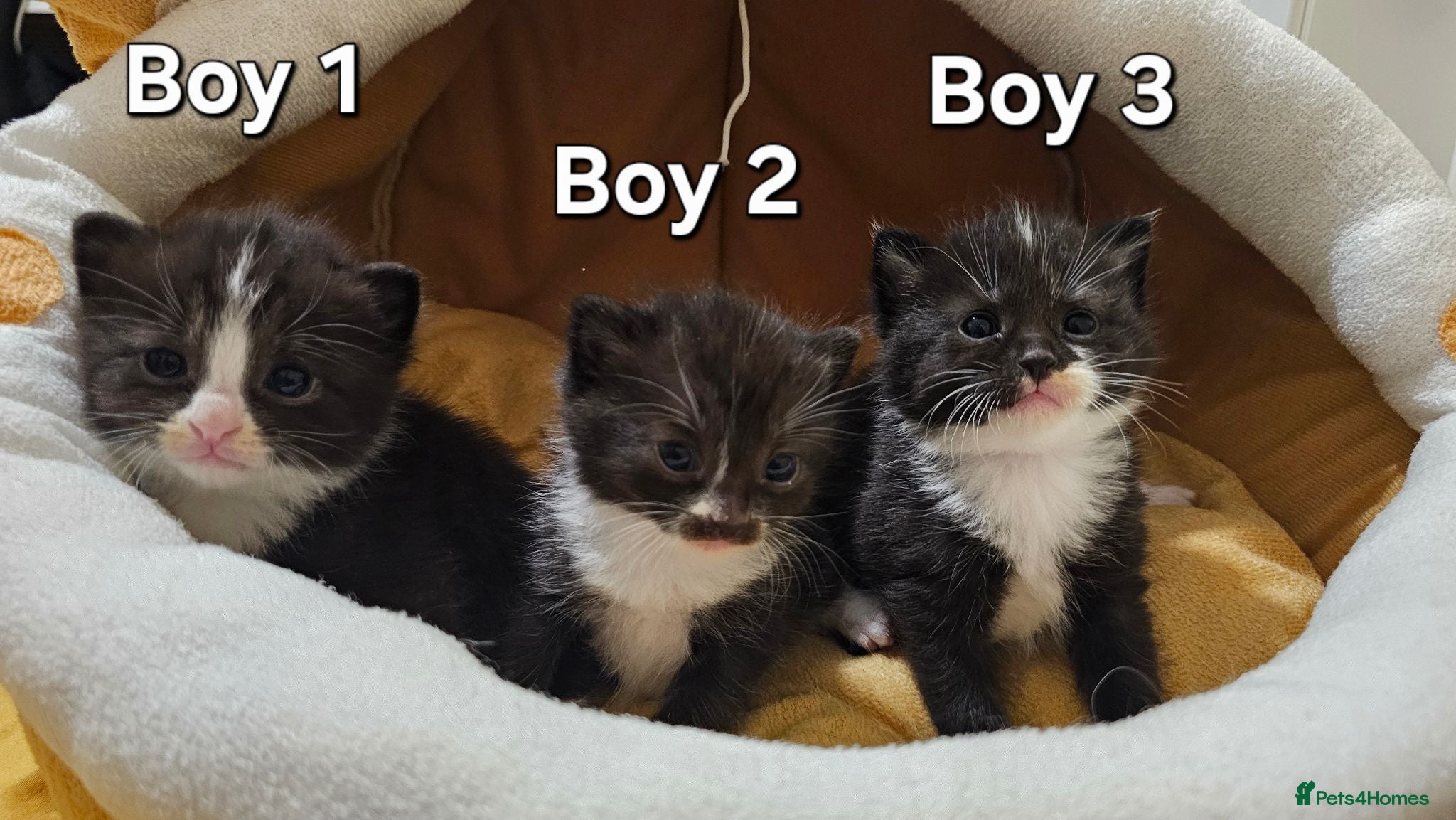 Mixed Breed cats 🐾❤️Cute tuxedo / tabby mix kittens ❤️🐾 - Advert 15