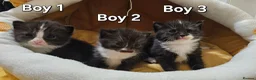 Mixed Breed cats for sale: 🐾❤️Cute tuxedo / tabby mix kittens ❤️🐾 - Advert 1
