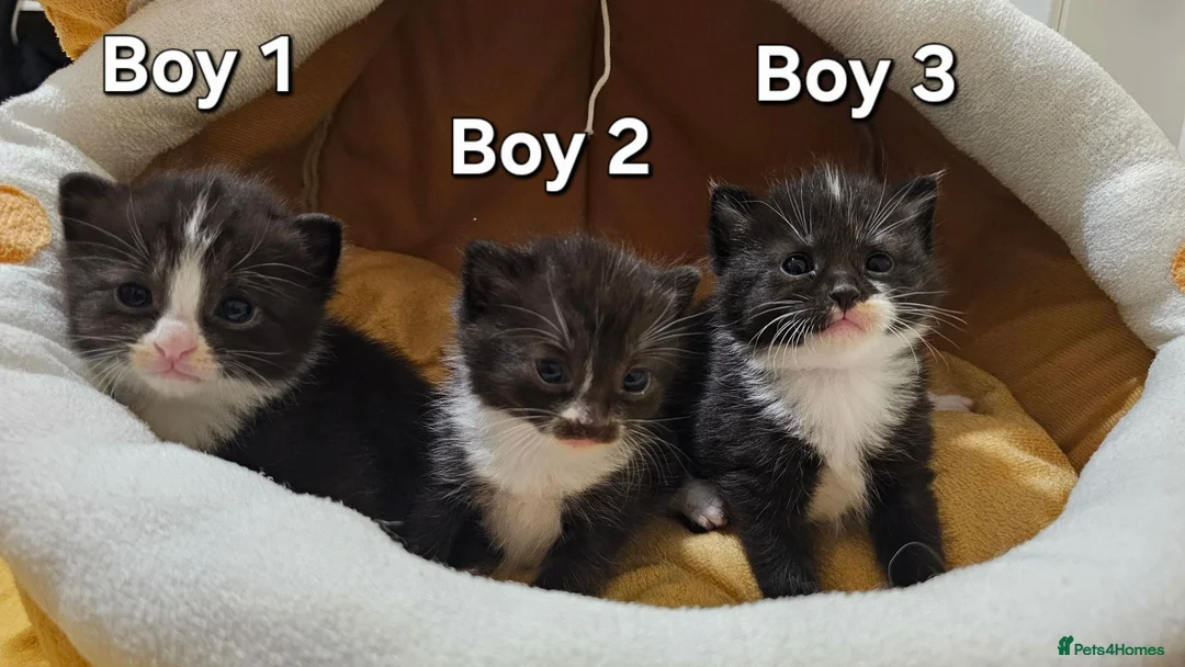 Mixed Breed cats for sale: 🐾❤️Cute tuxedo / tabby mix kittens ❤️🐾 - Advert 1