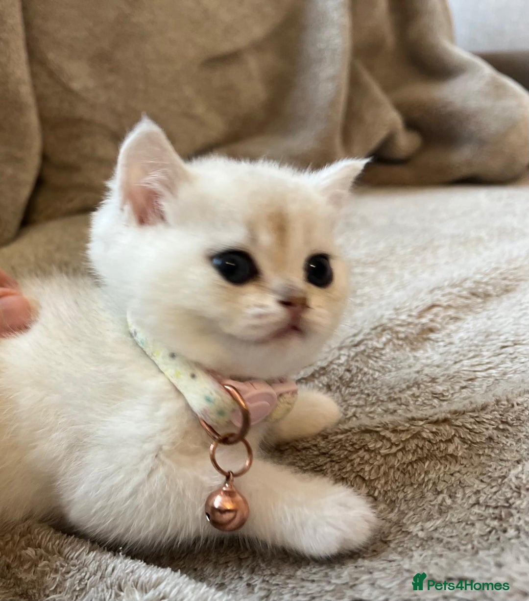 Scottish Fold cats for sale: Beautiful Scottish Straight Kittens - Advert 17