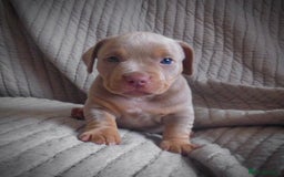 American Bully dogs for sale: ABKC pocket bullys lilac tri - Image 3