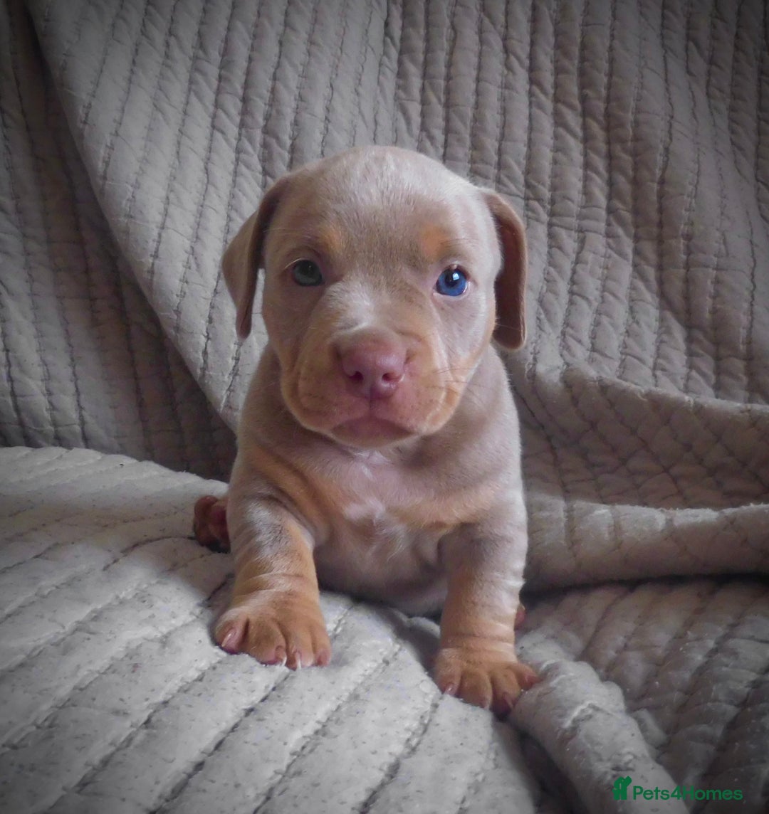 American Bully dogs for sale: ABKC pocket bullys lilac tri - Image 3