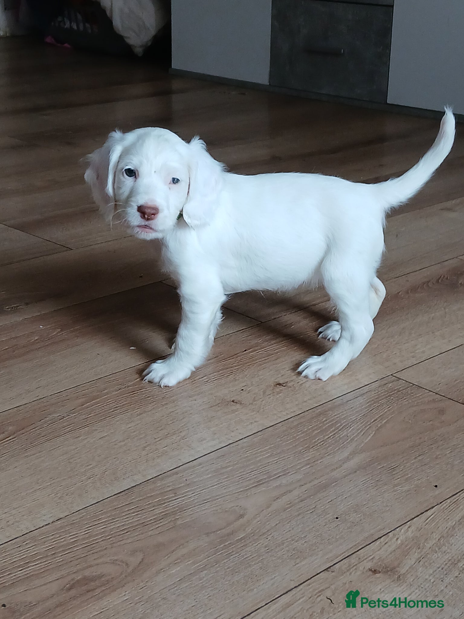 Cocker Spaniel dogs 1 beautiful  girl cocker spaniel left  - Advert 1