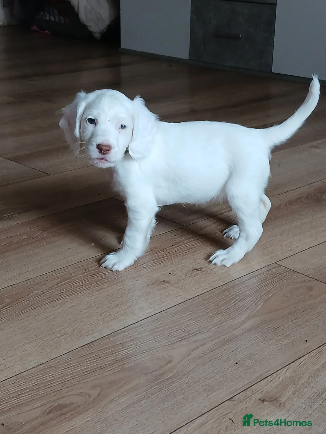 Cocker Spaniel dogs for sale: 1 beautiful  girl cocker spaniel left  - Advert 1