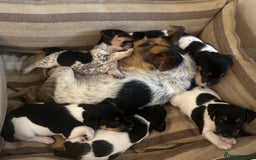 Jack Russell dogs for sale: Heavenly Jack Russell puppies - Image 5