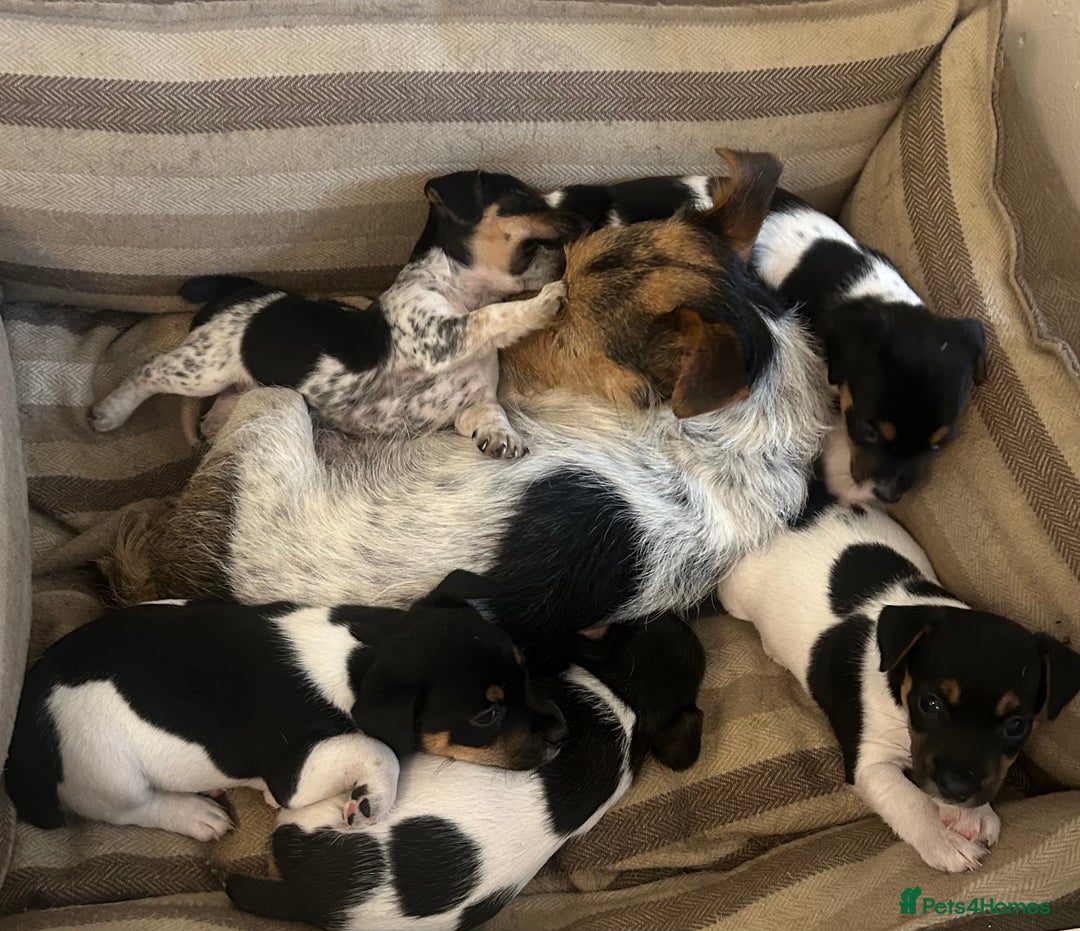 Jack Russell dogs for sale: Heavenly Jack Russell puppies - Image 5