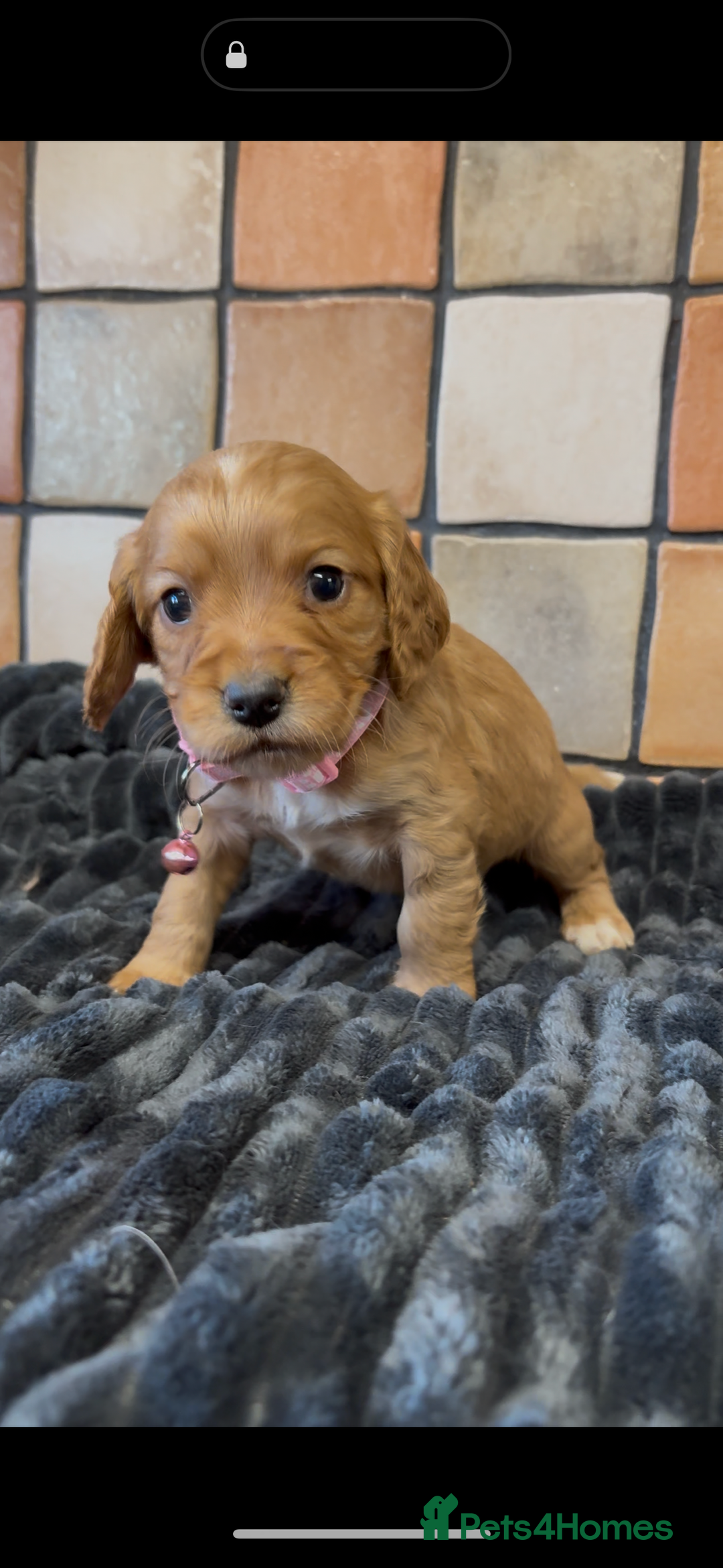 Cocker Spaniel dogs for sale: Golden Cocker spaniel puppies working bred  - Advert 4