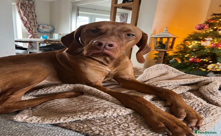 Hungarian Vizsla dogs - Advert 1