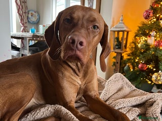 Hungarian Vizsla dogs Quality stud boy - Advert 1