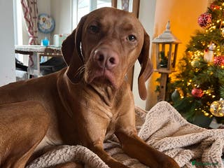 Hungarian Vizsla dogs Quality stud boy - Advert 1