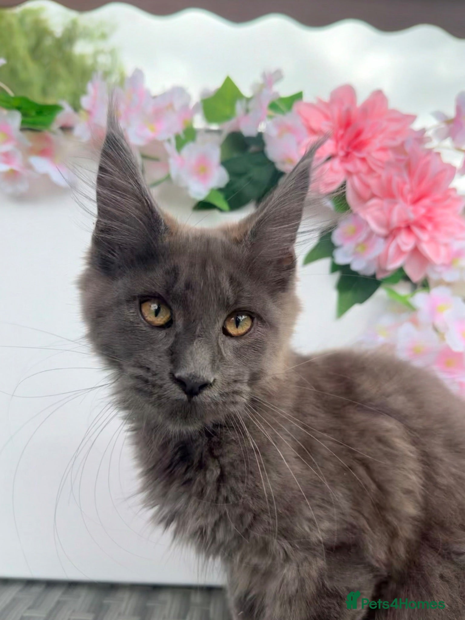 Maine Coon cats Blue smoke Maine coon kitten - Advert 4