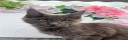 Maine Coon cats for sale: Blue smoke Maine coon kitten - Advert 1