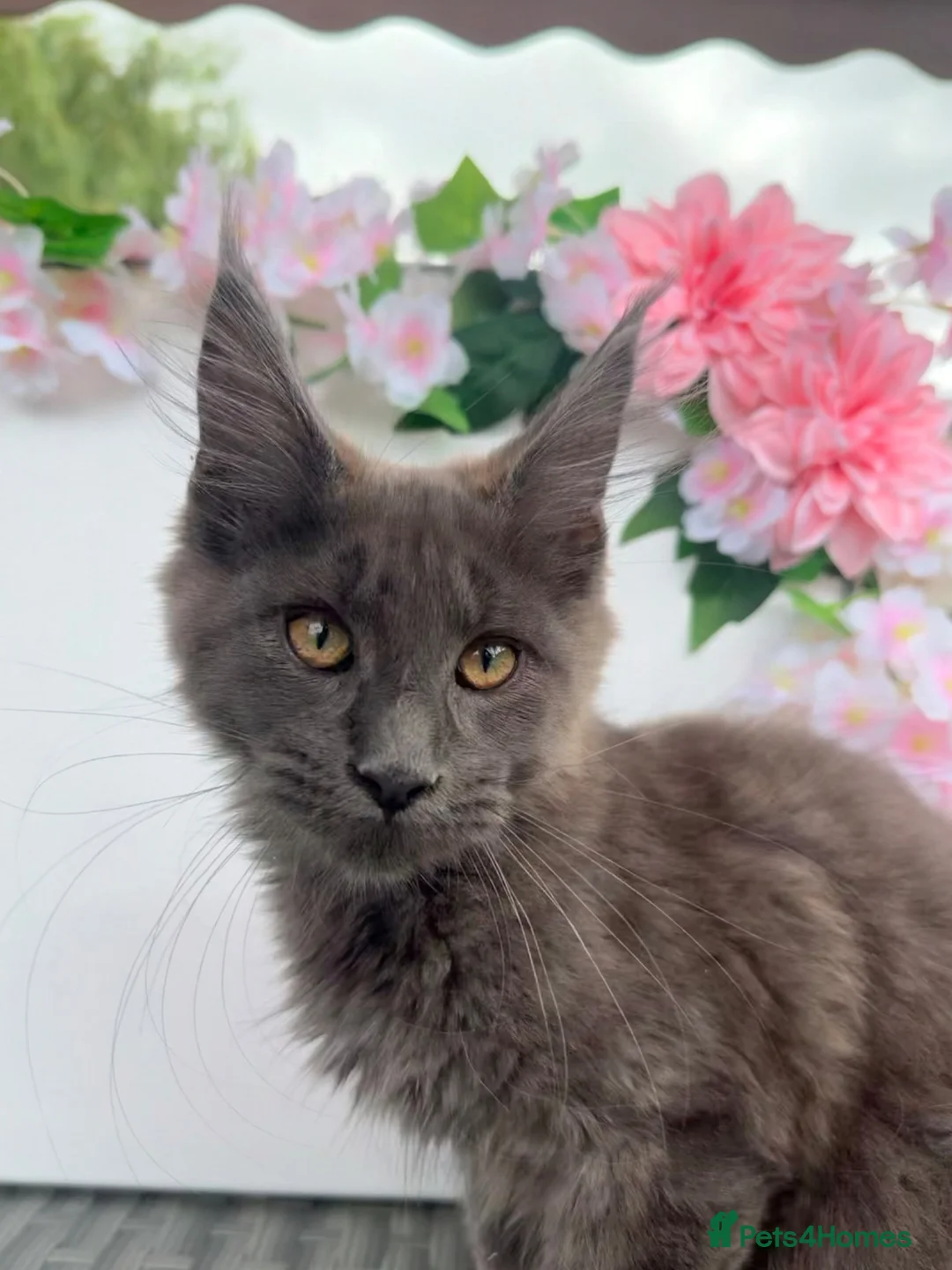 Maine Coon cats for sale: Blue smoke Maine coon kitten - Advert 1