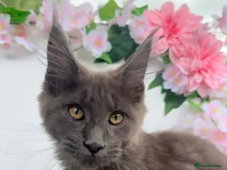 Maine Coon cats Blue smoke Maine coon kitten - Advert 1