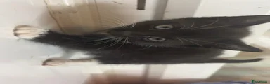 Domestic Shorthair 3 (black and white/ black face)