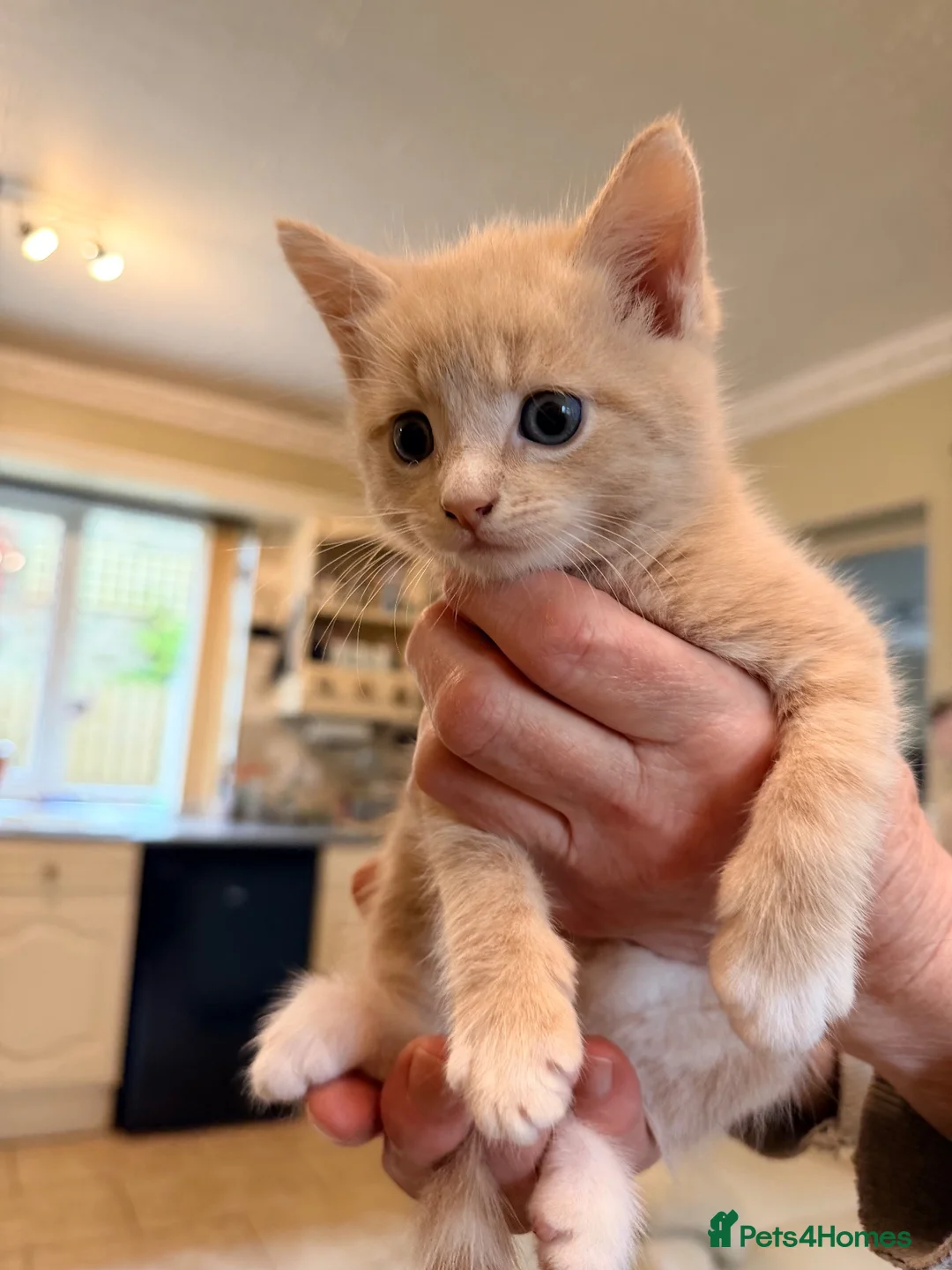 Maine Coon cats for sale: Maincoon X - Advert 2