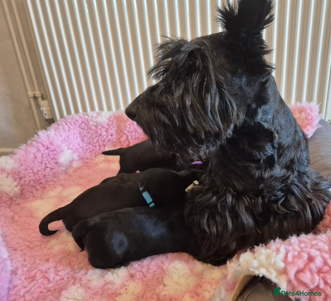 Scottish Terrier dogs for sale: KC Scottish terrier puppies  - Advert 4