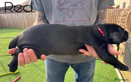 Cane Corso dogs for sale: Cane corso x pups - Image 5