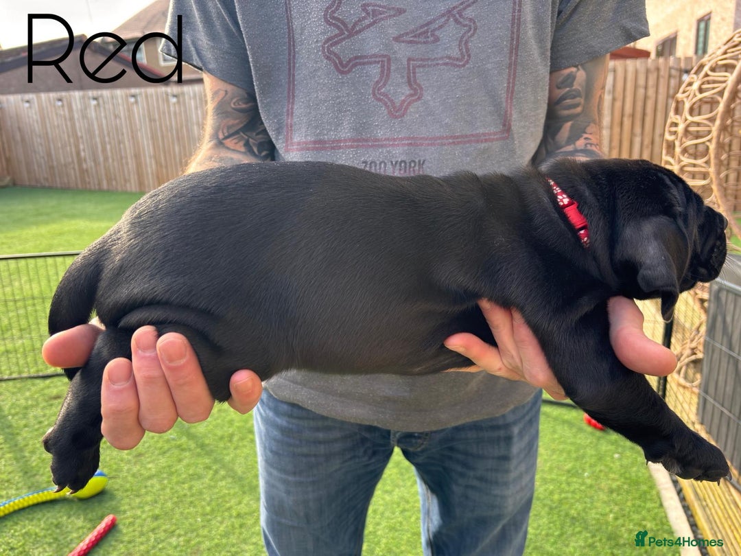 Cane Corso dogs for sale: Cane corso x pups - Image 5