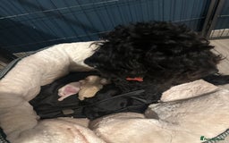Cockapoo dogs for sale: 4 beautiful puppies - Image 6