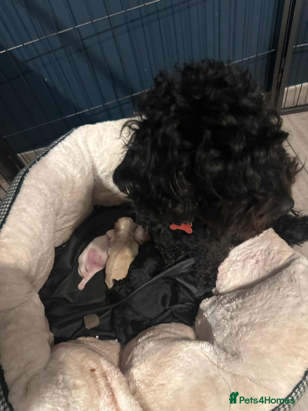 Cockapoo dogs for sale: 4 beautiful puppies - Image 6