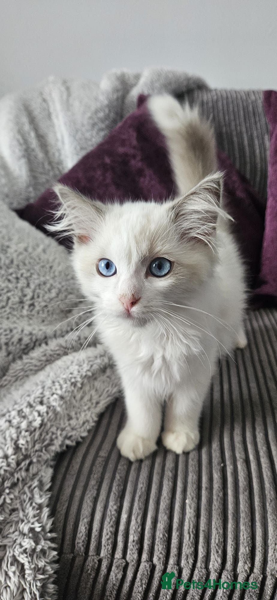Ragdoll cats TICA bicolour ragdoll kitten looking for new home - Advert 15