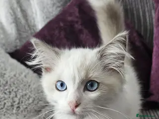 Ragdoll cats TICA bicolour ragdoll kitten looking for new home - Advert 15