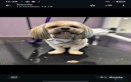 Lhasa Apso dogs for sale: 6 puppies  4 girls 2 boys - Image 2