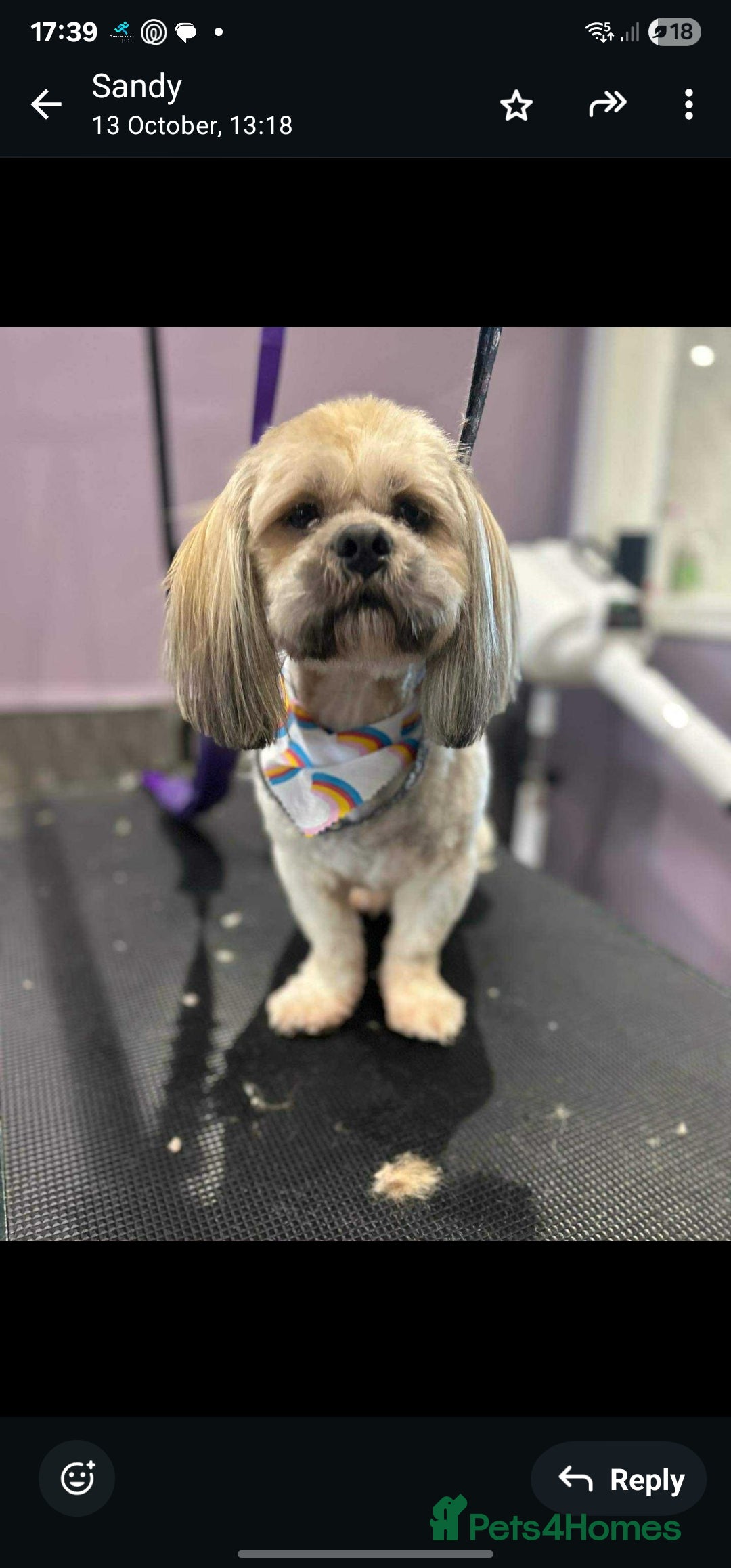 Lhasa Apso dogs for sale: 6 puppies  4 girls 2 boys - Image 2