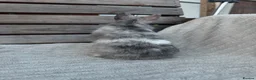 Netherland Dwarf rabbits for sale: 3 gorgeous netherland dwarf babies in Welwyn Garden City - Advert 14