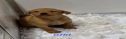 Labrador Retriever dogs for sale: Kc Fox Red Lab Pups From Health Tested Parents  - Advert 6