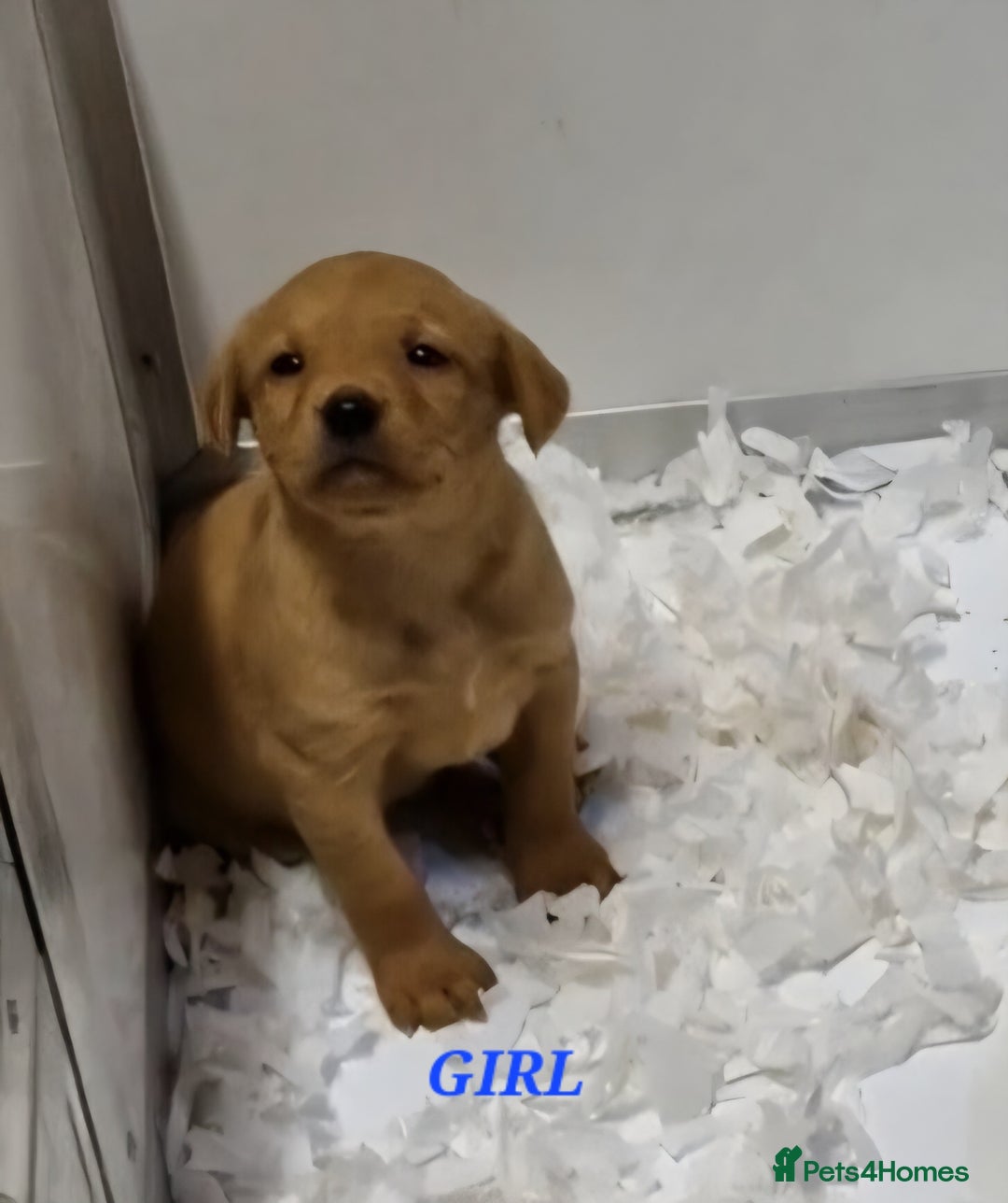 Labrador Retriever dogs for sale: Kc Fox Red Lab Pups From Health Tested Parents  - Advert 6