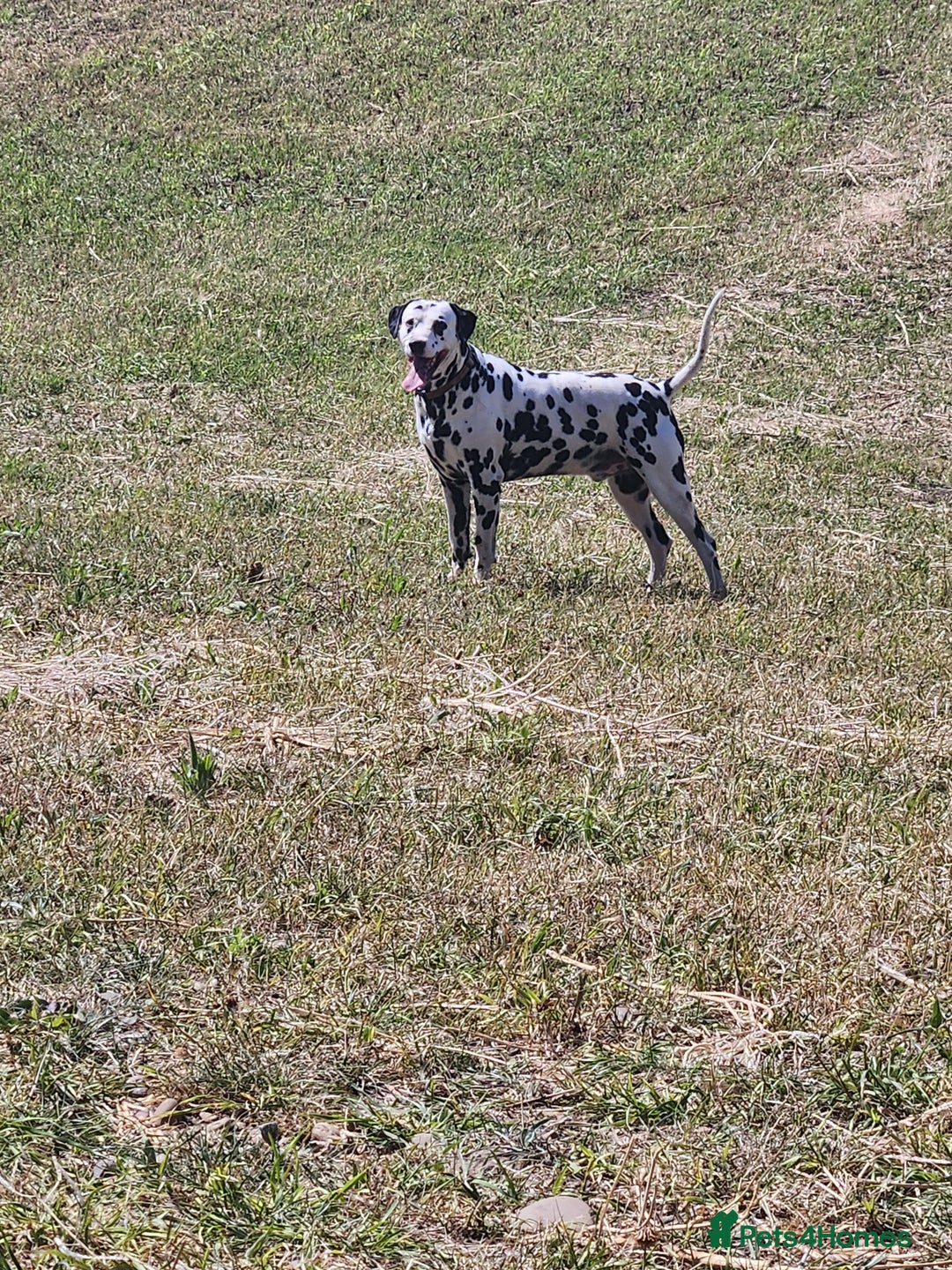 Dalmatian dogs for stud: Milo  - Image 2