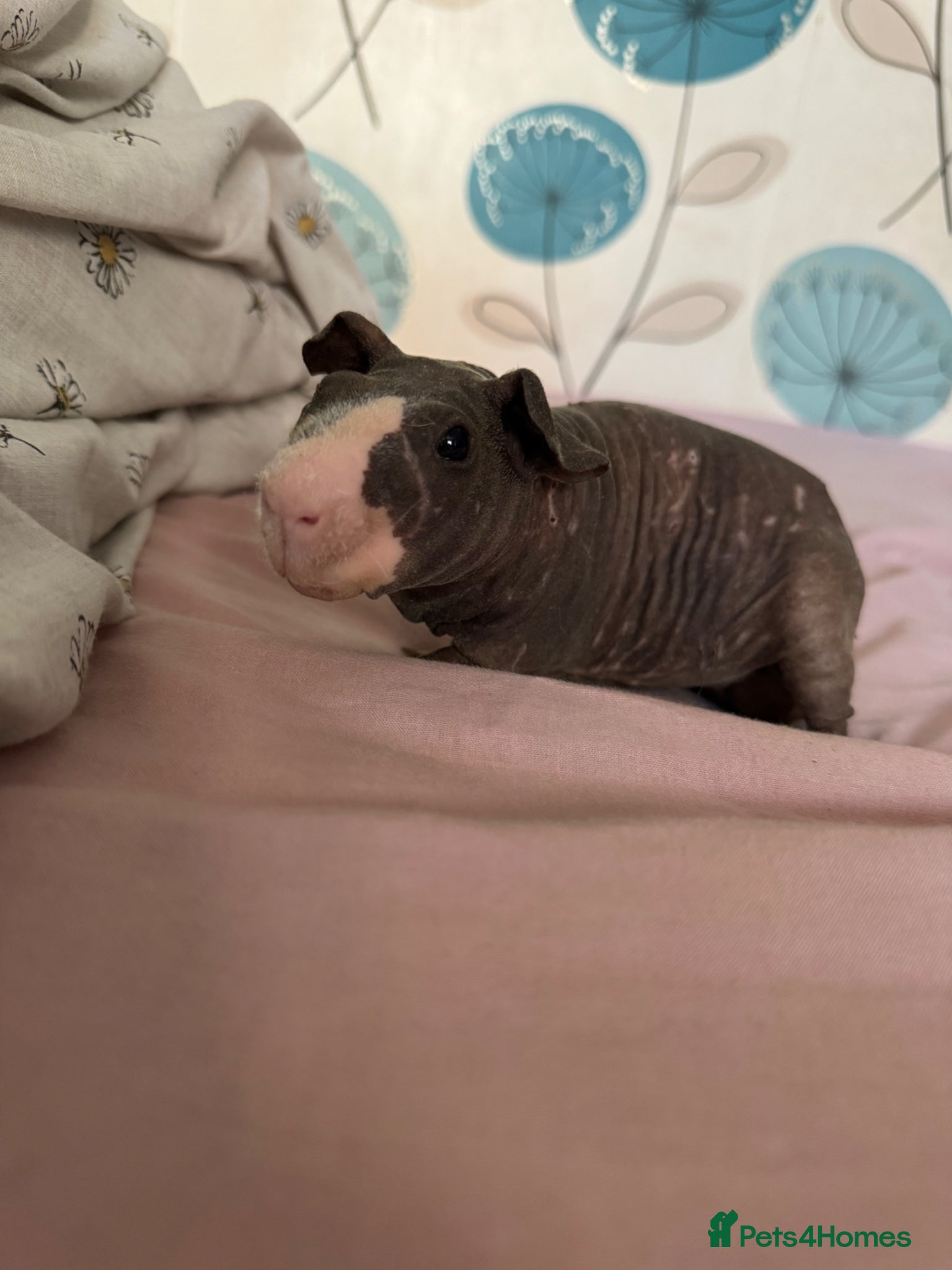 Guinea Pig rodents Male skinny pig  - Advert 2
