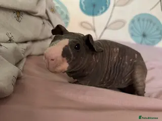Guinea Pig rodents Male skinny pig - Advert 2