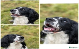 Cocker Spaniel dogs for sale: Beautiful Kc Working Cocker Spaniel Puppies - Image 6