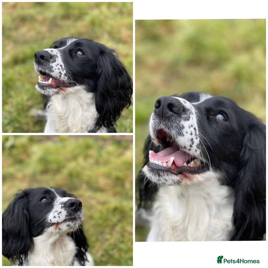 Cocker Spaniel dogs for sale: Beautiful Kc Working Cocker Spaniel Puppies - Image 6