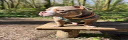 American Bully dogs for stud: Pocket Bully Stud in Saint Leonards-on-sea - Advert 6