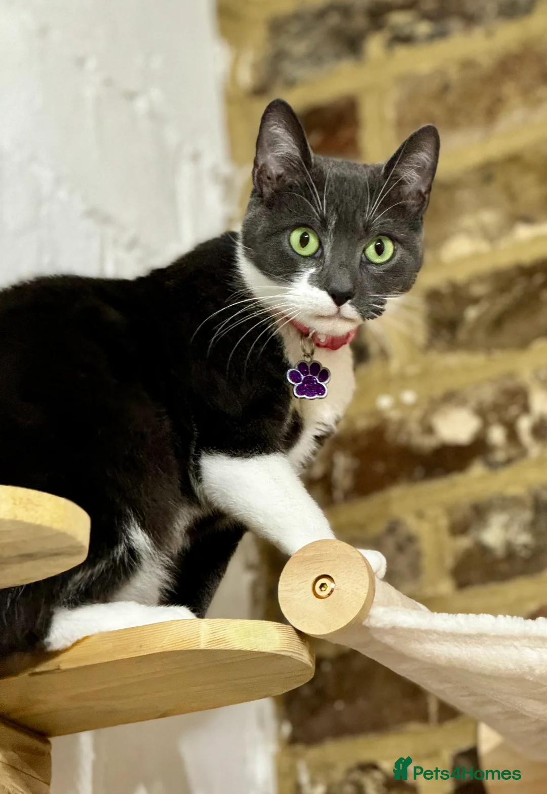 Mixed Breed cats for sale: X3 beautiful kittens ready for homes in 2-3 weeks  in Horsham - Advert 5